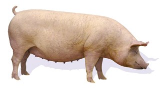 topigs20