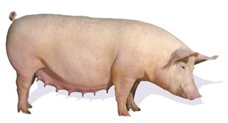 topigs40
