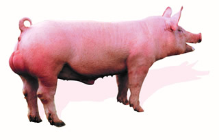 Topigs Tempo