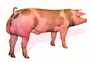 Topigs Top Pi